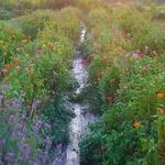 Terhune Orchards & Winery
