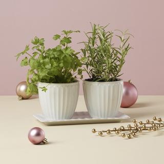French Perle Scallop 3-Piece Herb Pots & Tray Set