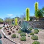 Desert Botanical Garden