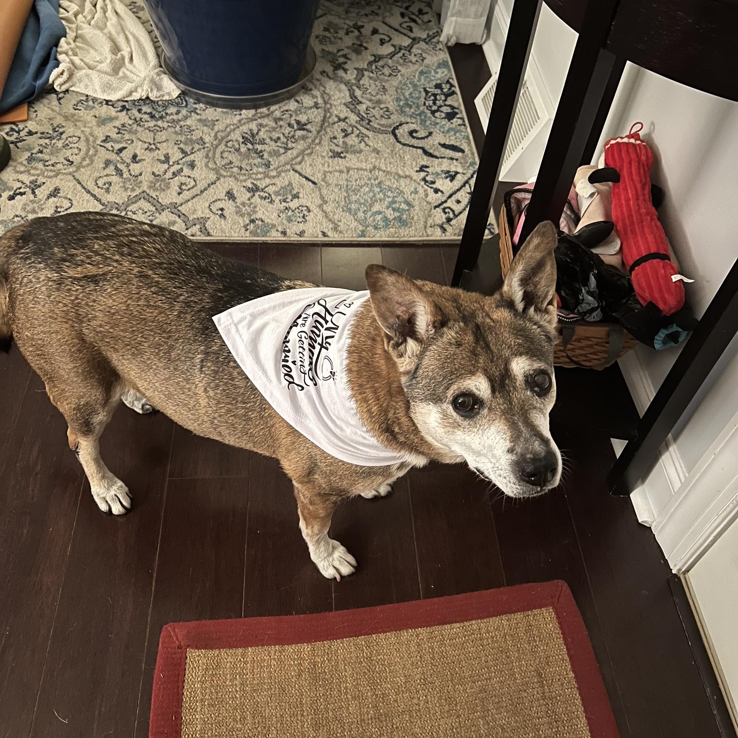 My humans are getting married!