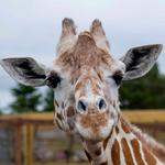 Giraffe Ranch
