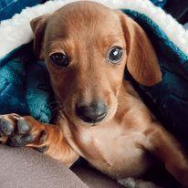Our 2nd Fur Baby, Otto. Feb 2021