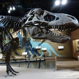 Cleveland Museum of Natural History
