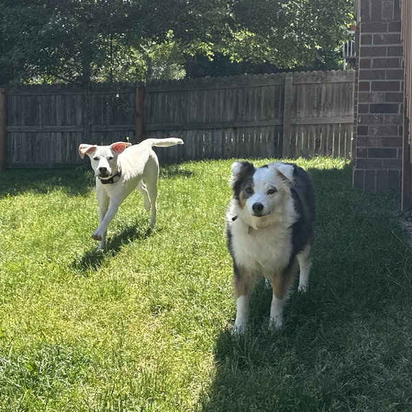 Dog boarding