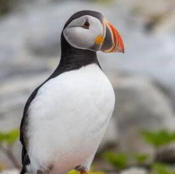 Puffin & Lighthouse Cruise for 2