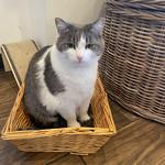 Catty Corner Cafe