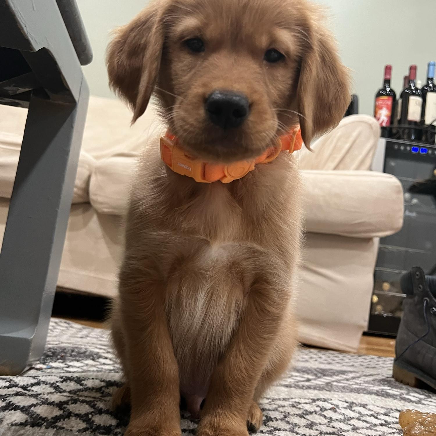 Shadow 🧡