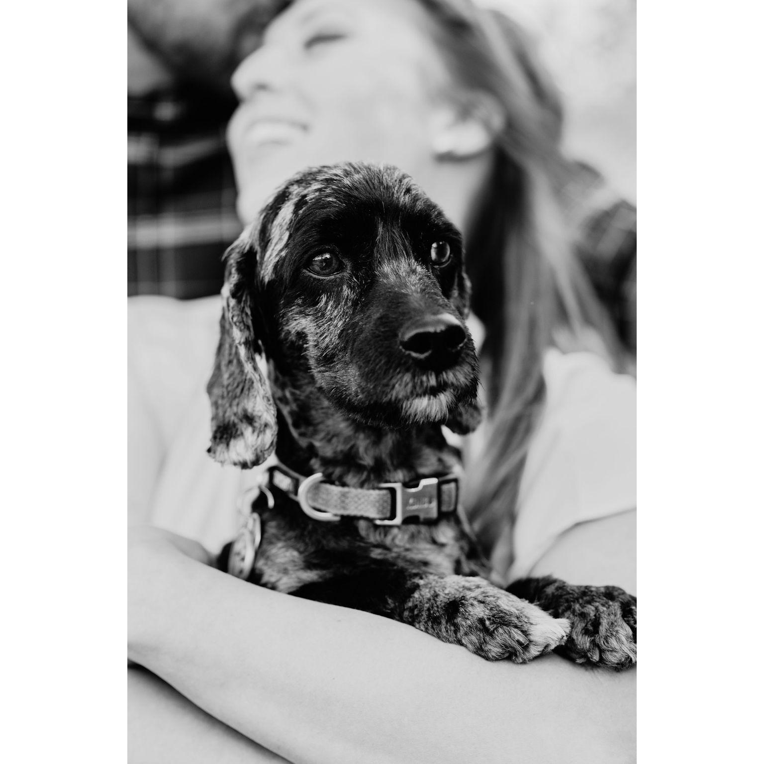 Pippin was the real star of our engagement photos