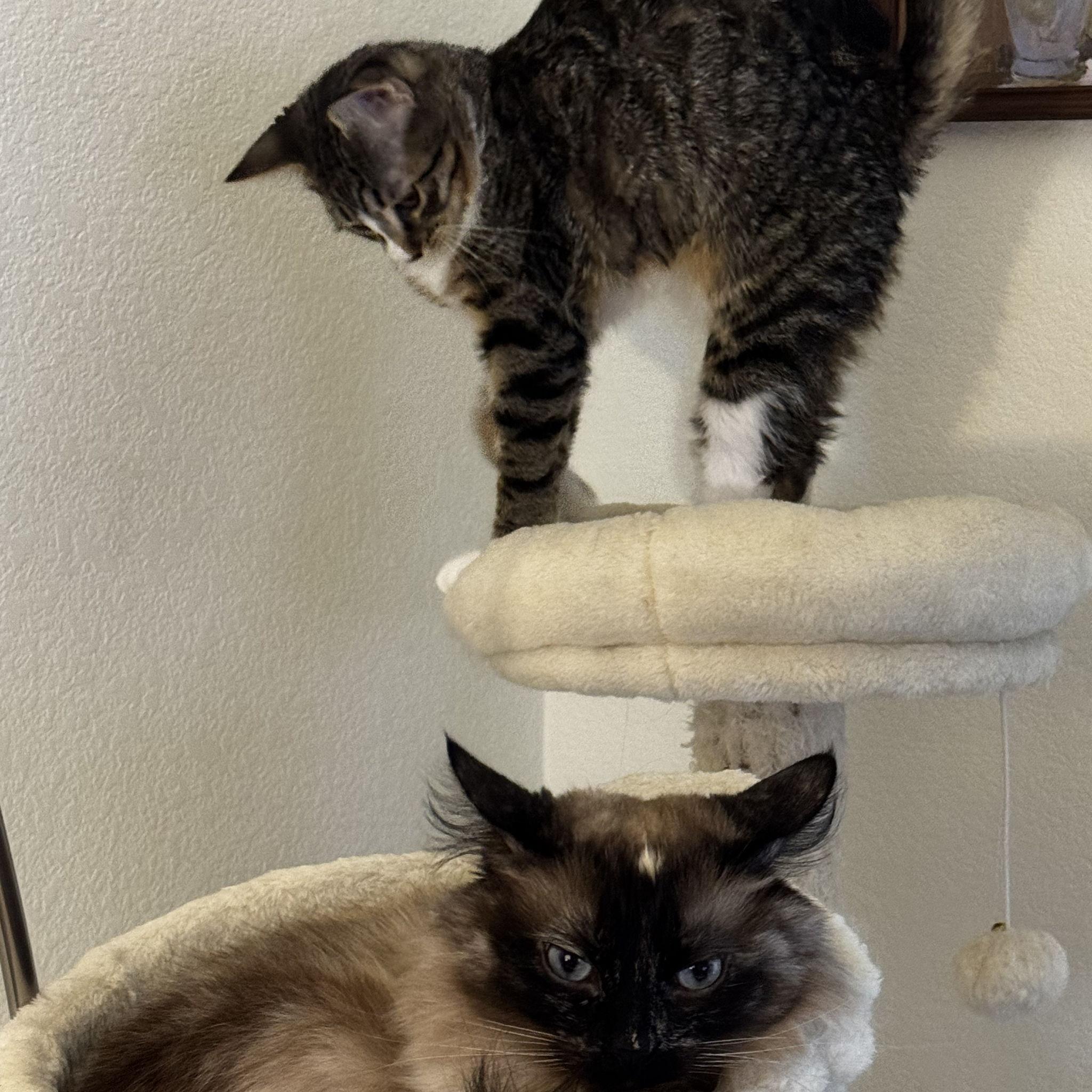 Fur babies Evie & Murphy