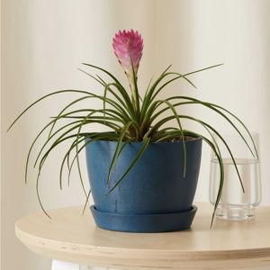 Potted Bromeliad Summer Indoor Plant | Bloomscape