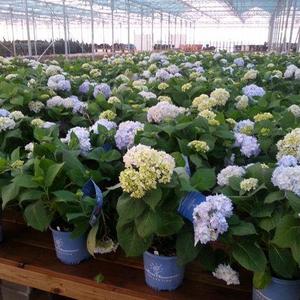 Countryside Greenhouse giftcard