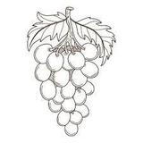 Cayuga/Seneca Lake Wine Trails