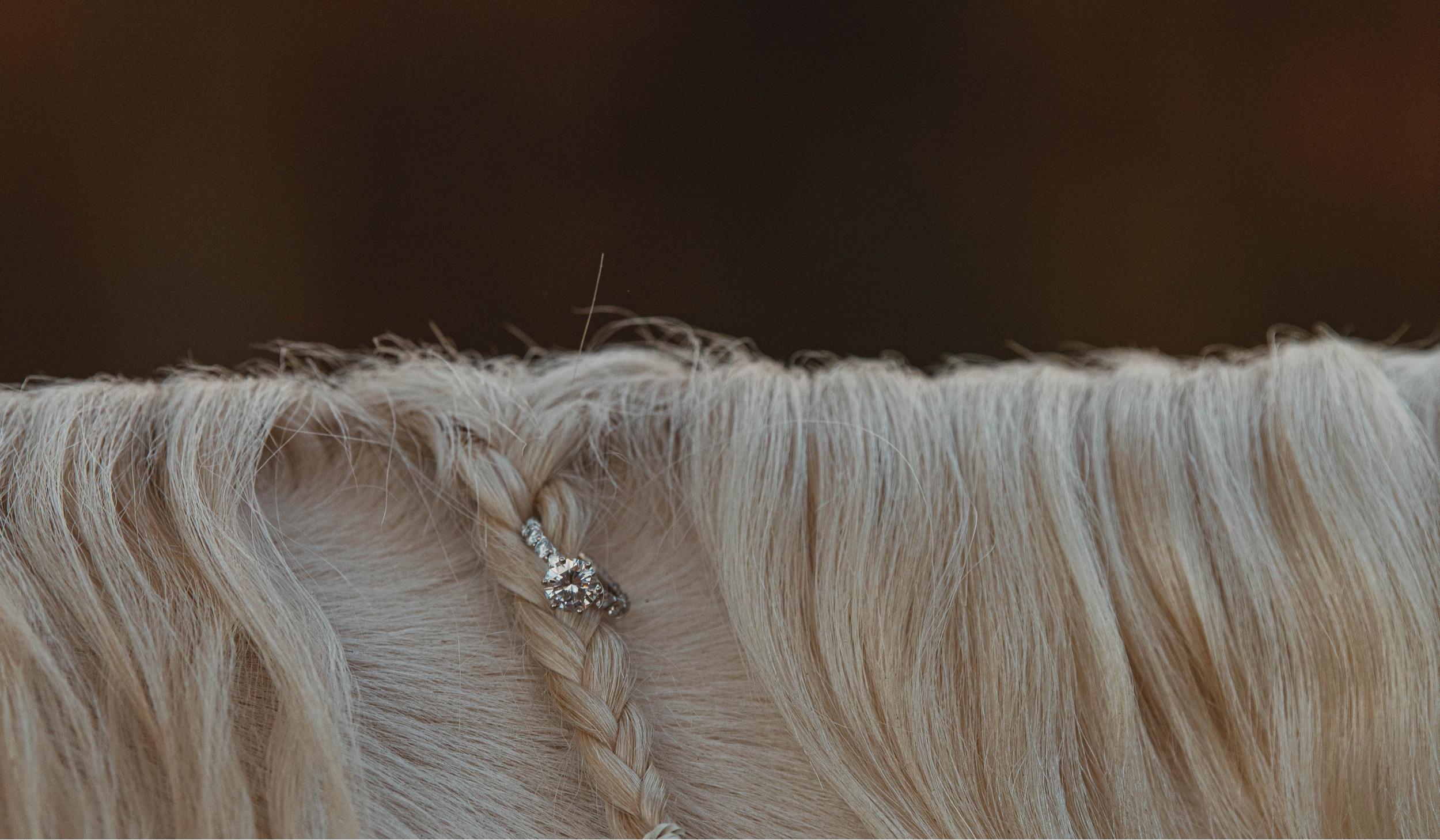 The Wedding Website of Brandi Bolkema and Stephen Ferrari