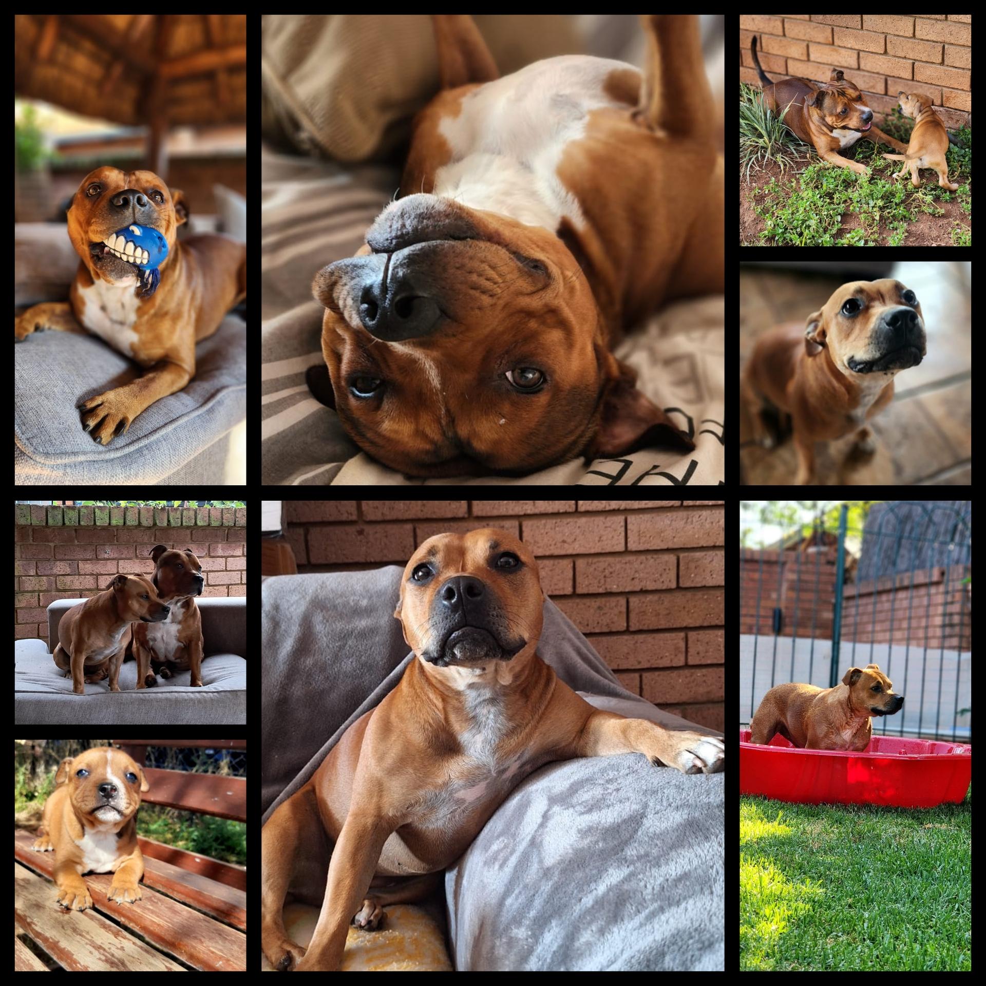 The Wedding Website of Gail Judy Dowling and Hendrik Fredrik Grobler