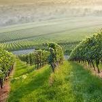 Newport Vineyards