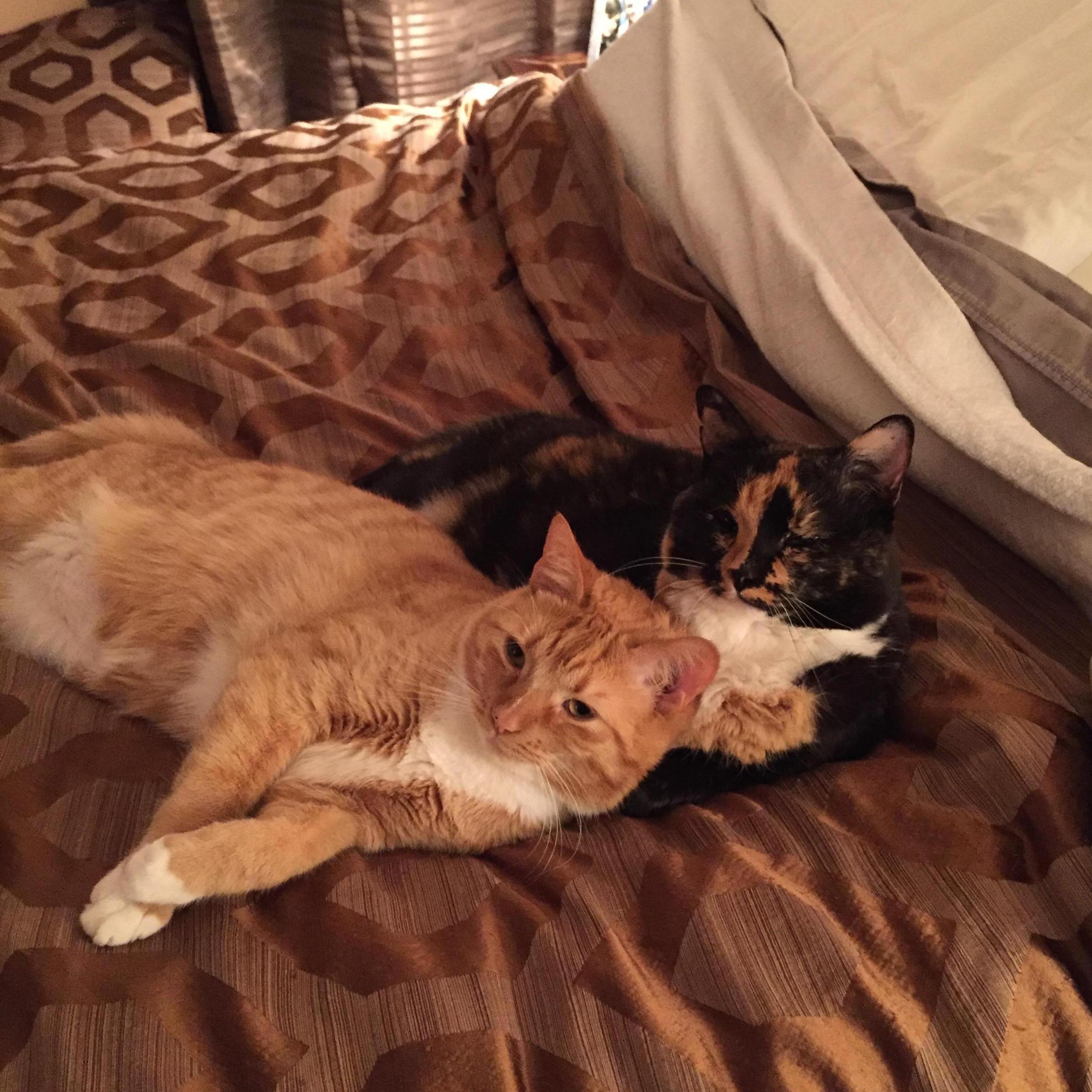 Our fur children, Roman and Hazel.