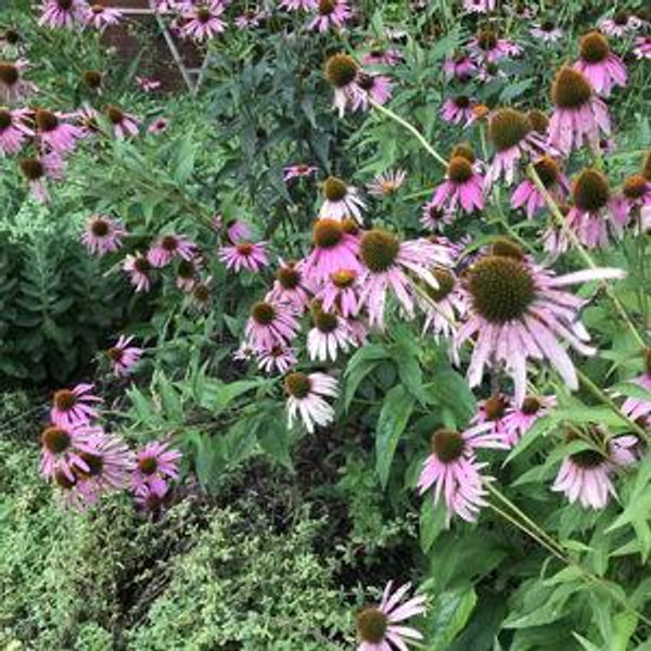 An Orchard and Perennial Plant Fund!