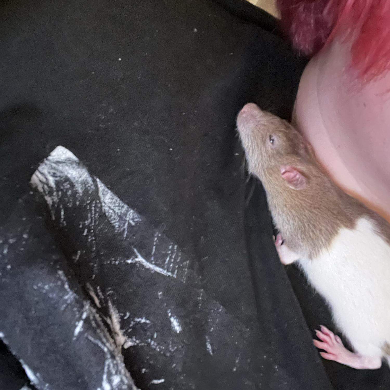 The first of many rats