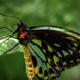 Butterfly World