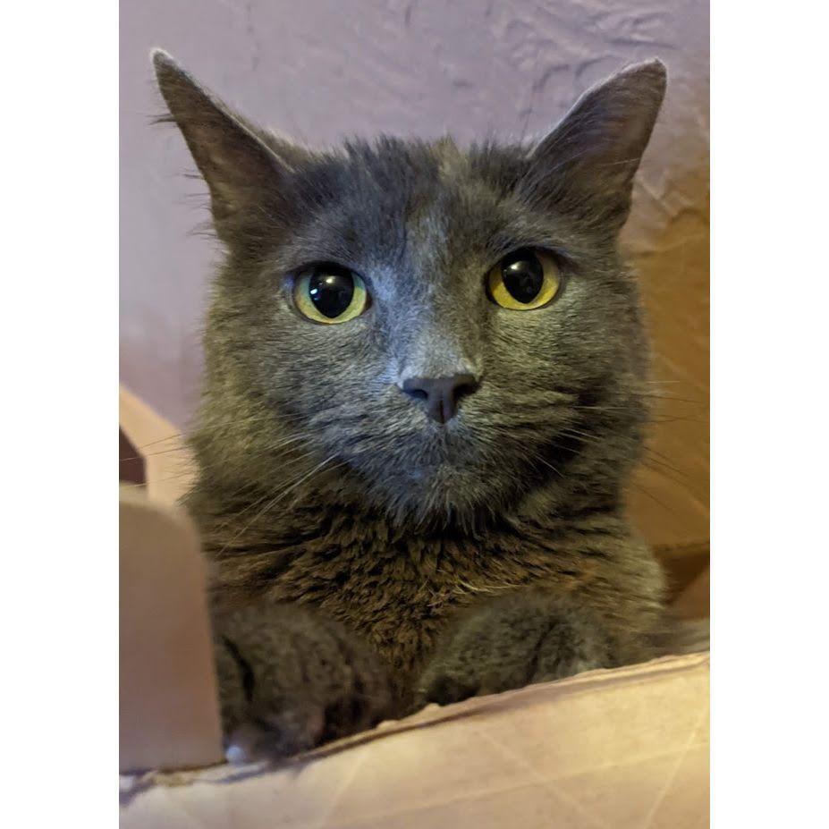 Ciri is the brains and beauty of the operation. She has many thoughts, mostly about how to get more butt scritches.