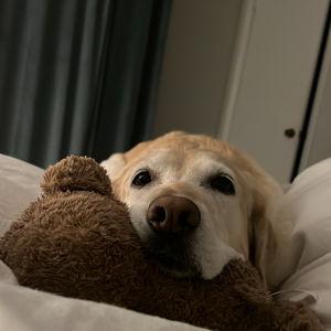 Piper fund