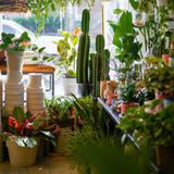 Botanical Dwellings