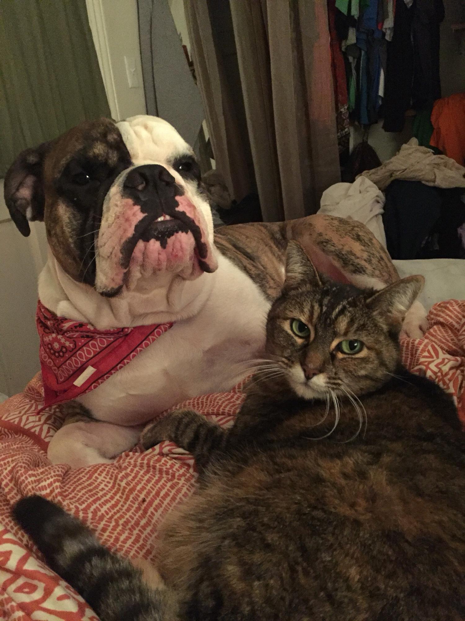 Brutus (2 yrs) and Tea (12 yrs) hanging out