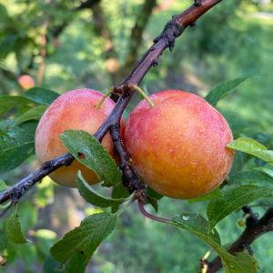 Methley Plum Tree