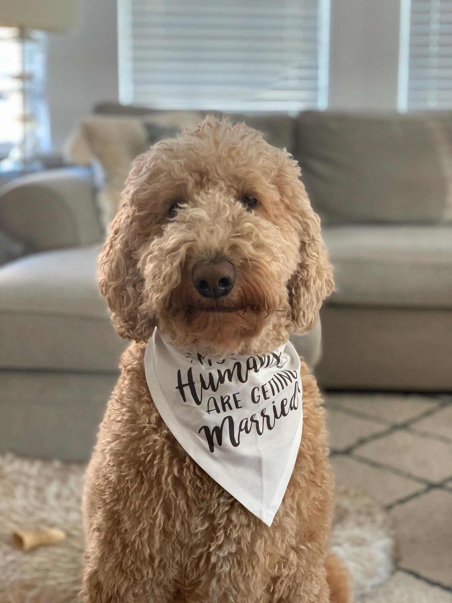 My humans are getting married!