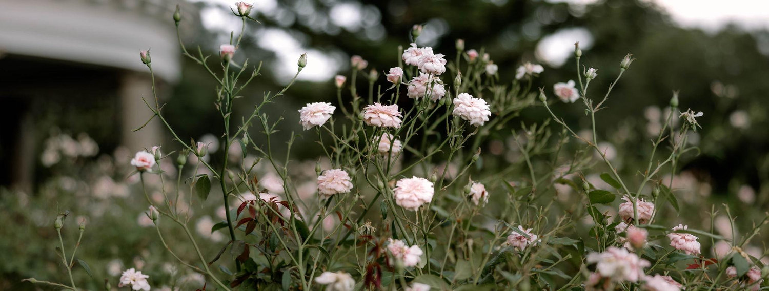 The Wedding Website of Emily Amos and Josh Stallworth