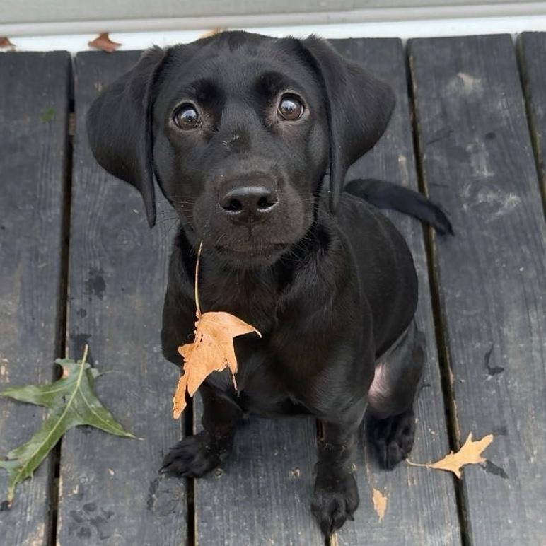 She made it into a doggy calendar with this picture lol