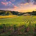 Paso Robles Wineries