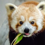 Oglebay Good Zoo