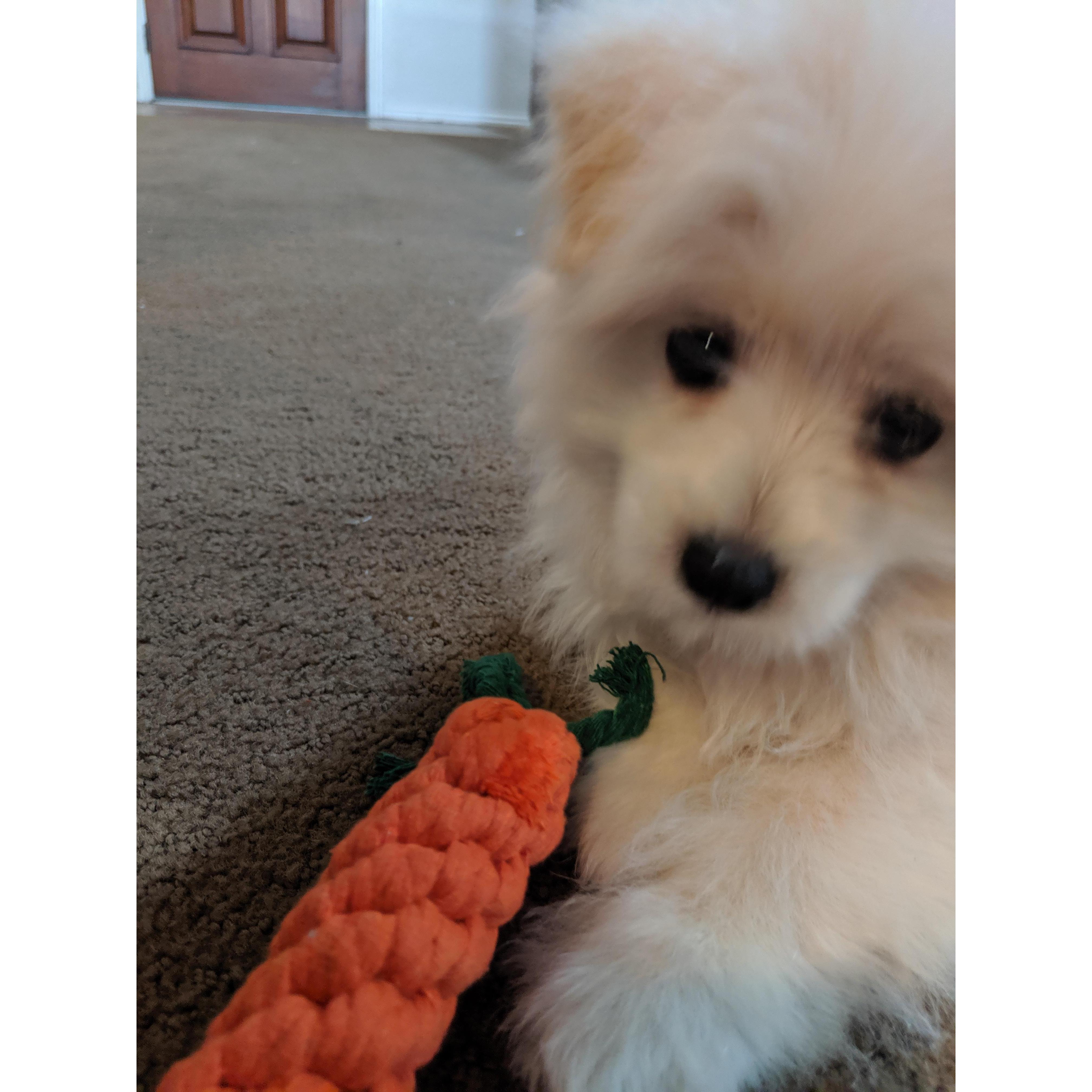 This is our puppy Flurry. He is a maltsipom and we love him dearly, despite him being a little rascal sometimes.