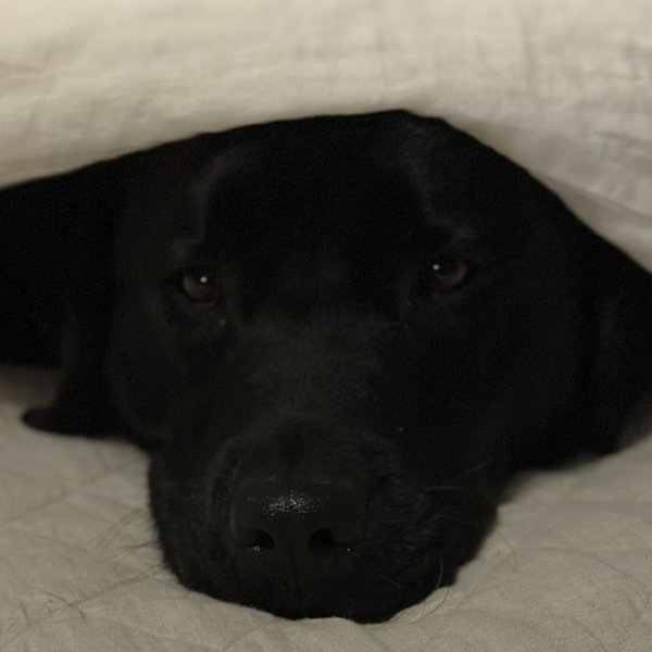 Our Puppy Fund