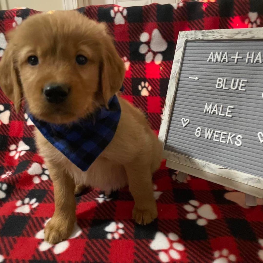 Our first baby- Shadow 🧡