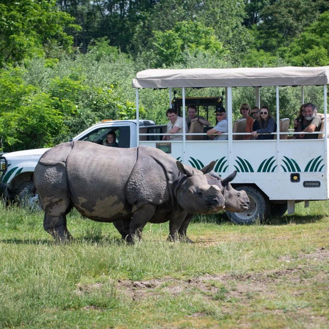 VIP Safari Tour