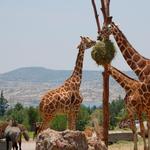 Africam Safari, Puebla