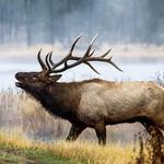 Elk Watching