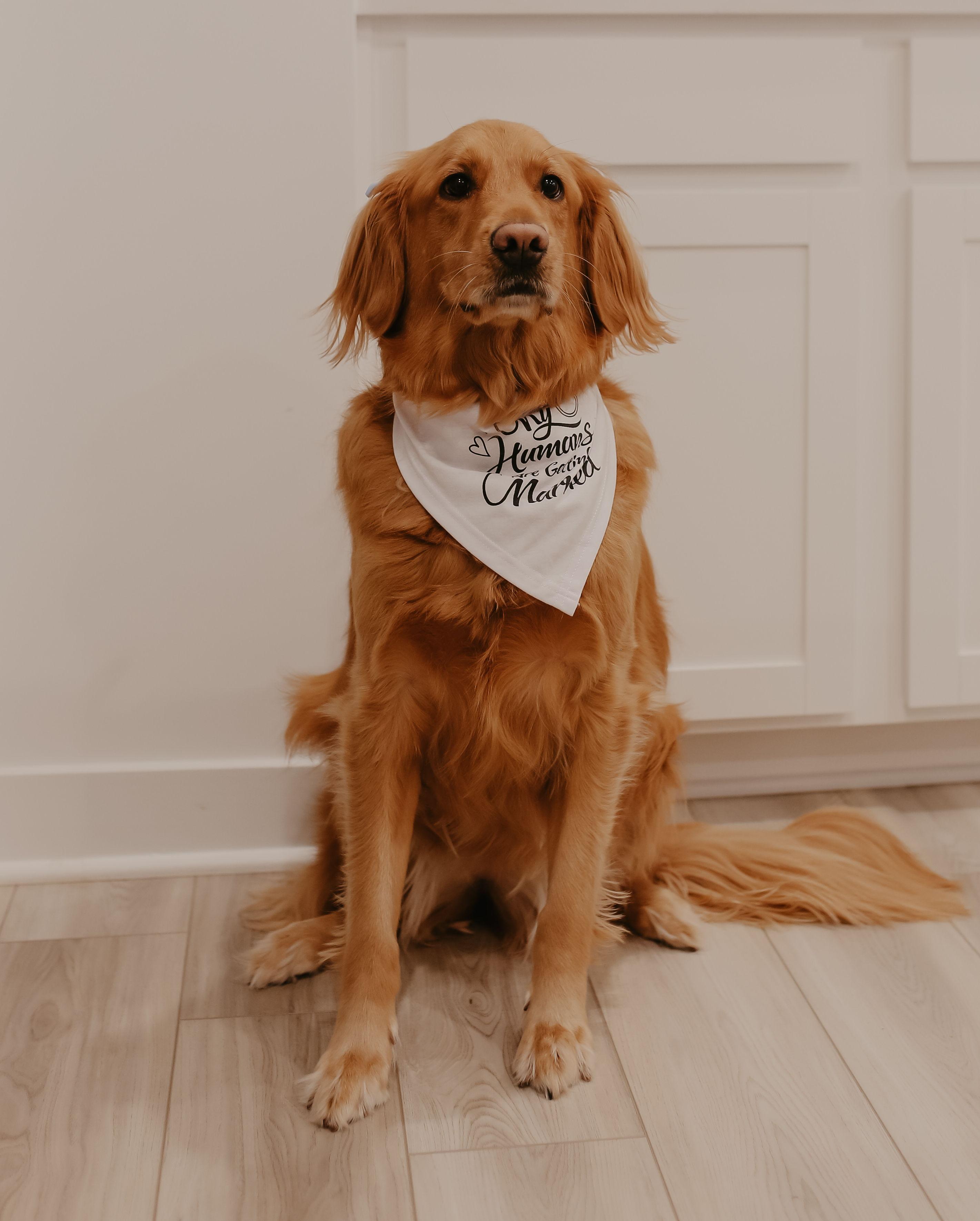 The Wedding Website of Julianne Stanger and Cameron Saben