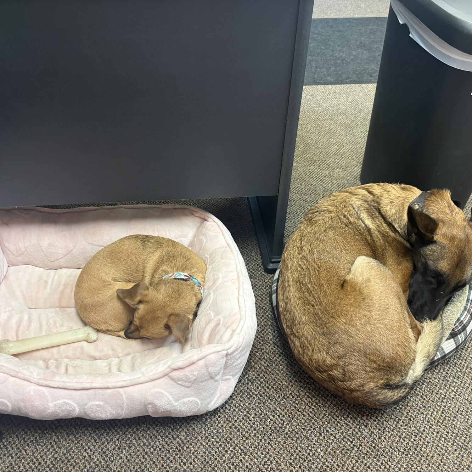 Our fur babies. 2025