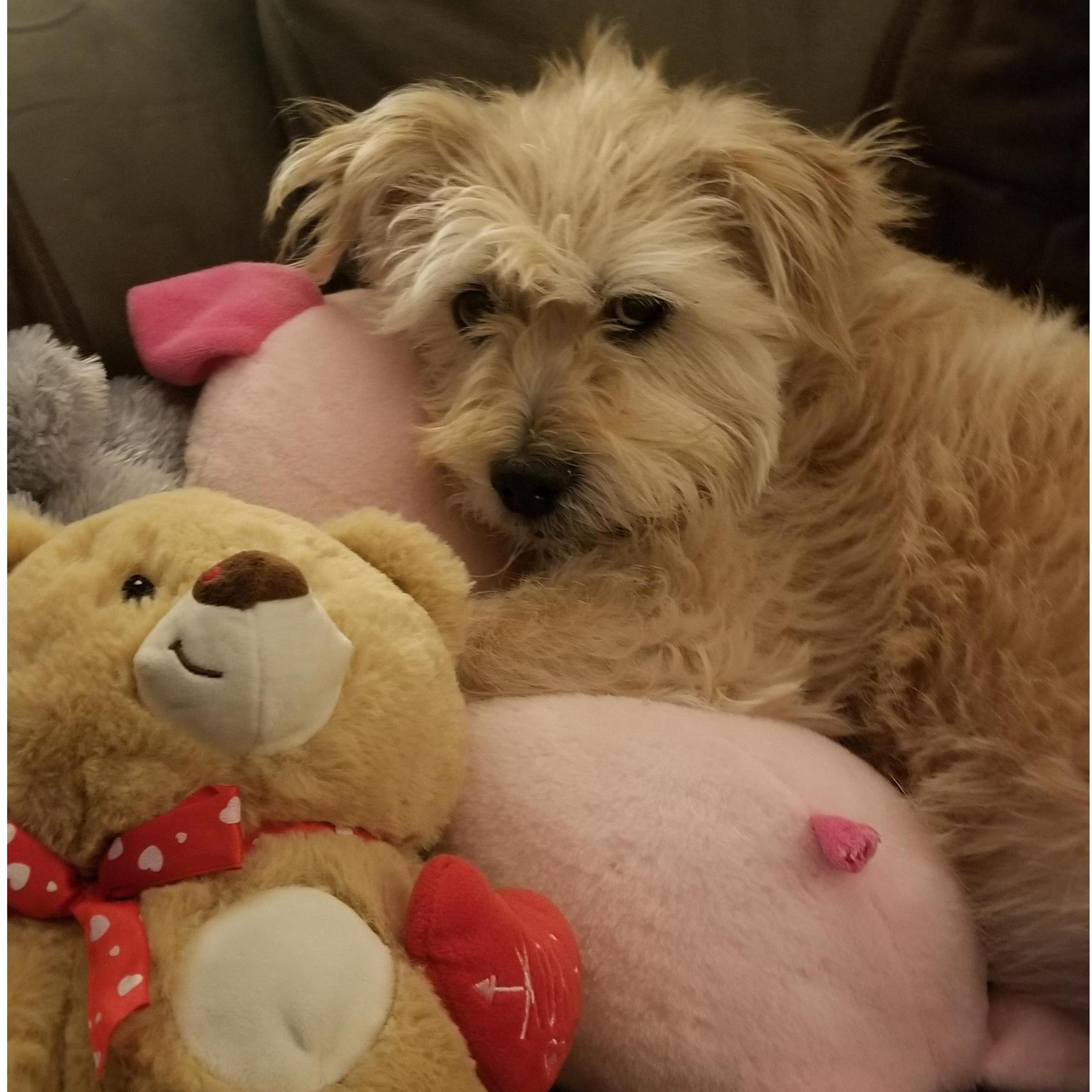 Our baby girl with all of her stuffed animal friends :)