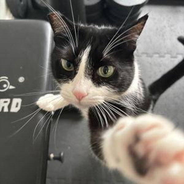 Wiski's Training Program
