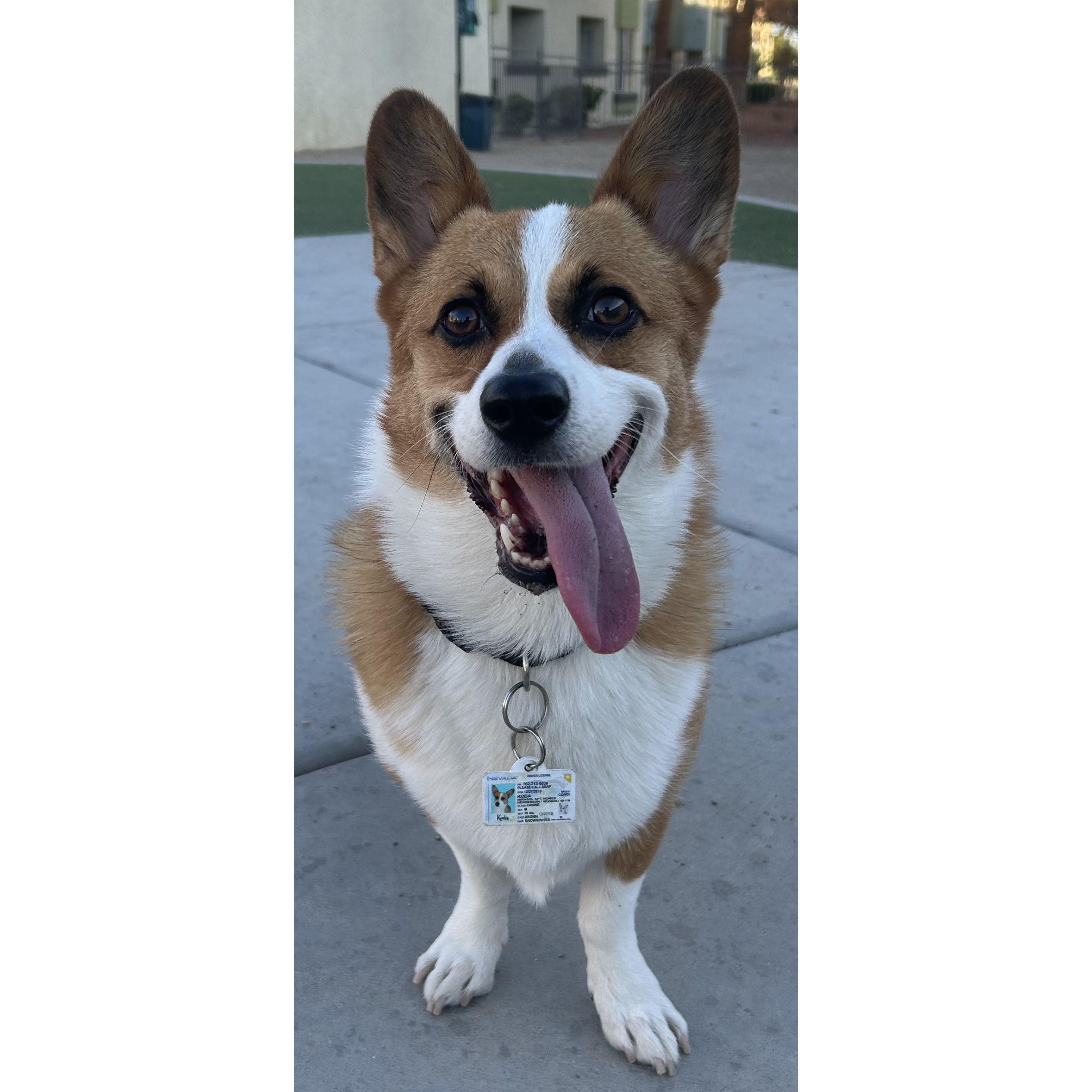 Our beautiful son, Koda.