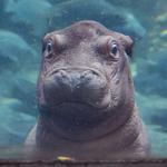 Cincinnati Zoo
