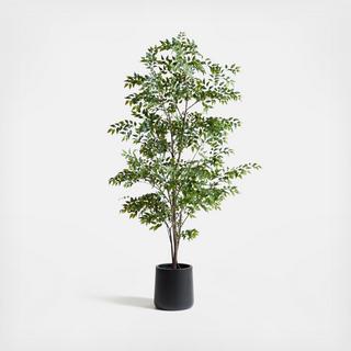 Faux Ficus Tree