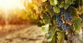 Bella Grace Vineyards