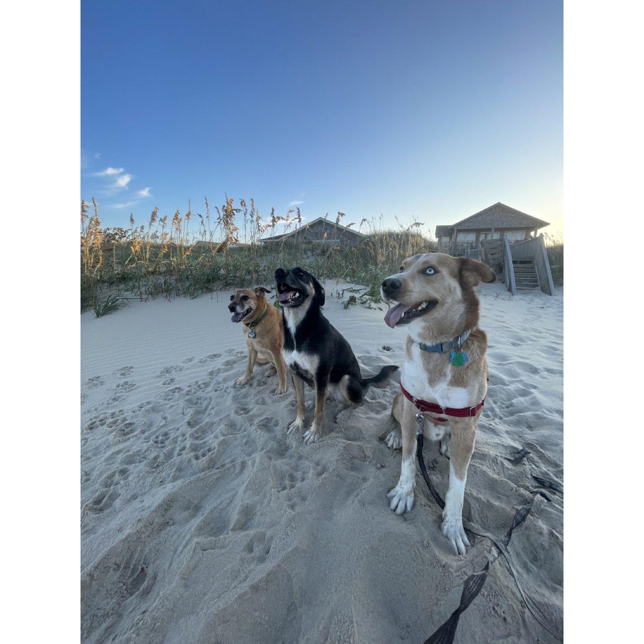 Doggo besties Izzy and Cooper on the beach