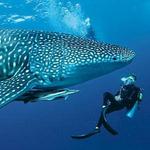 Oslob Whale Shark Snorkeling