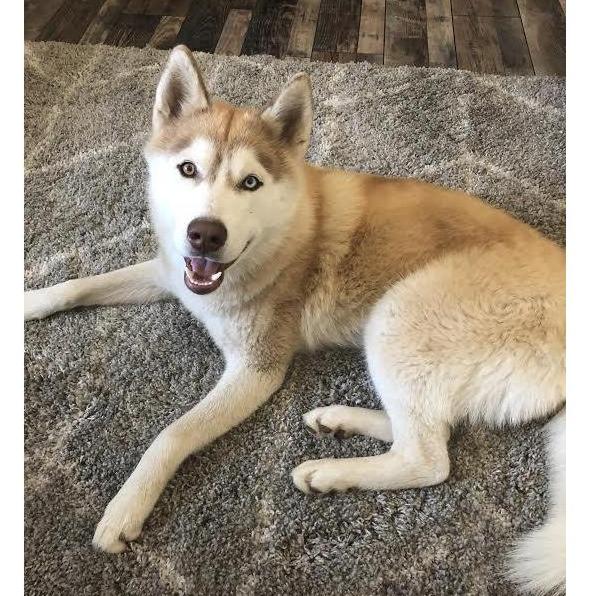 Such a happy dog!